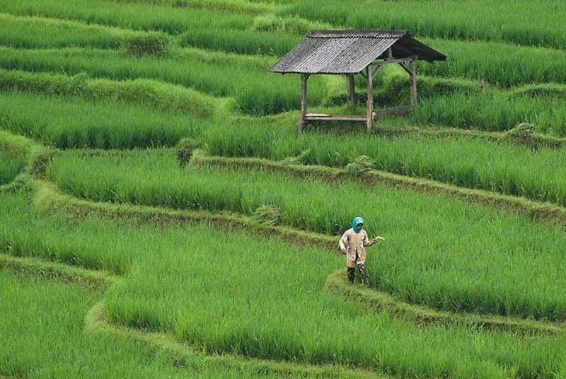 Harvesting-Profits